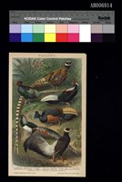 帝雉鳥類彩色版畫 (德文版 石版印刷 1890)藏品圖，第1張